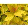 Tavolník japonský 'Golden Princess'  Spiraea japonica'Golden Princess'