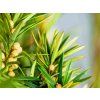 Tis červený 'David'  Taxus baccata 'David'