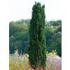 Tis červený 'Fastigiata Robusta'  Taxus baccata 'Fastigiata Robusta'