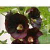 63492 topolovka ruzova var nigra alcea rosea var nigra