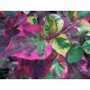 63516 1 63516 1 chameleon
