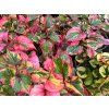 63516 63516 toulen srdcita chameleon houttuynia cordata chameleon