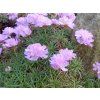Trávnička trsnatá 'Bevan's' - Armeria juniperifolia 'Bevan's'  Armeria juniperifolia 'Bevan's'
