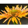 Třapatka 'Big Kahuna' - Echinacea 'Big Kahuna'  Echinacea 'Big Kahuna'