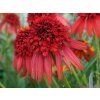 64599 1 22824a echinacea hot papaya a po