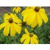 Třapatka (rudbékie) lesklá 'Herbstsonne' - Rudbeckia nitida 'Herbstsonne'  Rudbeckia nitida 'Herbstsonne'