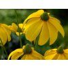 Třapatka (rudbékie) lesklá 'Herbstsonne' - Rudbeckia nitida 'Herbstsonne'  Rudbeckia nitida 'Herbstsonne'