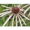 Třapatka bledá 'Hula Dancer' - Echinacea pallida 'Hula Dancer'  Echinacea pallida 'Hula Dancer'