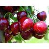 Třešeň 'Starking Hardy Giant'  Prunus avium 'Starking Hardy Giant'