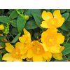 Třezalka 'Hidcote'  Hypericum 'Hidcote'