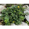Třezalka kalíškatá 'Rose Von Sharon' - Hypericum calycinum 'Rose Von Sharon'  Hypericum calycinum 'Rose Von Sharon'