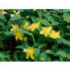 Třezalka kalíškatá 'Rose Von Sharon' - Hypericum calycinum 'Rose Von Sharon'  Hypericum calycinum 'Rose Von Sharon'