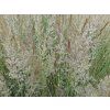 Třtina ostrokvětá 'England' - Calamagrostis x acutiflora 'England'  Calamagrostis x acutiflora 'England'
