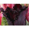 65454 1 65454 1 65454 1 black parrot