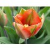 Tulipán 'Artist'  Tulipa 'Artist'