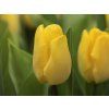 tulipa sunny prince 6309 (1)