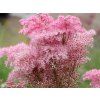 Tužebník červený 'Venusta' - Filipendula rubra 'Venusta'  Filipendula rubra 'Venusta'