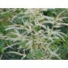 Udatna lesní 'Kneiffii' - Aruncus dioicus 'Kneiffii'  Aruncus dioicus 'Kneiffii'