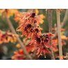 Vilín prostřední 'Orange Beauty'  Hamamelis x intermedia 'Orange Beauty'