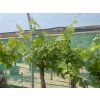 Réva vinná  Vitis vinifera