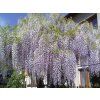 Vistárie čínská 'Amethyst'  Wisteria sinensis 'Amethyst'