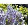 Vistárie květnatá 'Multijuga'  Wisteria floribunda 'Multijuga'