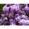 Vistárie květnatá 'Violacea Plena'  Wisteria floribunda 'Violacea Plena'