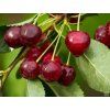 Višeň 'Morela pozdní'  Prunus cerasus 'Morela pozdní'