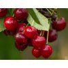 Višeň 'Morela pozdní'  Prunus cerasus 'Morela pozdní'