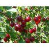 Višeň keřová 'Carmine Jewell'  Prunus fruticosa x prunus cerasus 'Carmine Jewell'