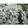 Vratič haradjanii - Tanacetum haradjanii  Tanacetum haradjanii