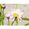 Tanacetum Robinsons Rosa (2)