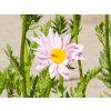 Tanacetum Robinsons Rosa (1)