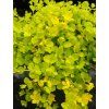Vrbina penízková 'Aurea' - Lysimachia nummularia 'Aurea'  Lysimachia nummularia 'Aurea'