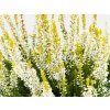 Calluna vulgaris Anja (3)