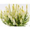 Calluna vulgaris Anja (2)