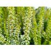 Calluna vulgaris Anja (2)