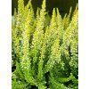 Calluna vulgaris Anja (1)