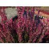Calluna vulgaris Athene (1)