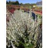 Calluna vulgaris Bettina (4)