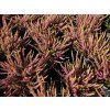 Calluna vulgaris Golden Angie (3)