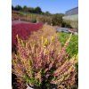 Calluna vulgaris Golden Angie (5)