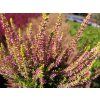 Calluna vulgaris Golden Angie (1)