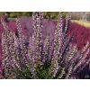 Calluna vulgaris Hilda (1)