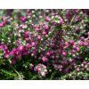 calluna vulgaris jana (1)