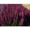 Calluna vulgaris Lena (4)