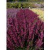 Calluna vulgaris Lena (1)