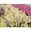 Calluna vulgaris Sandy (4)