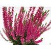 Calluna vulgaris Sanne (3)