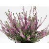 Calluna vulgaris Silvana (1)